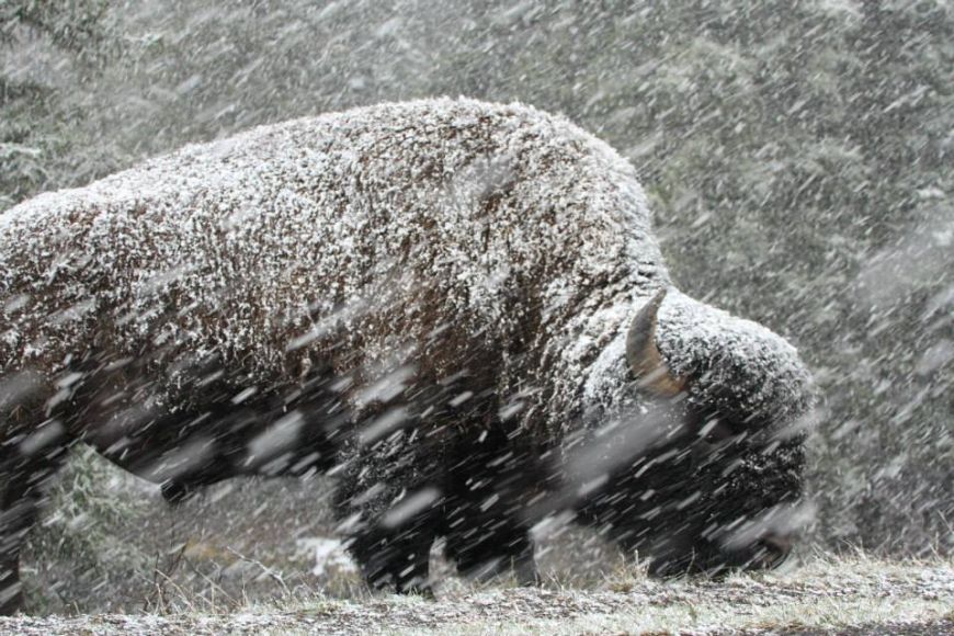 Bison in the Snow - Yellowstone National Park