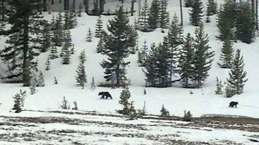 Bears in Yellowstone