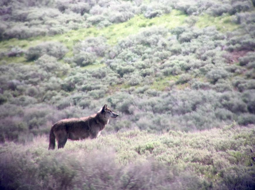 Lamar Wolf - 926F Lamar Wolf 926F