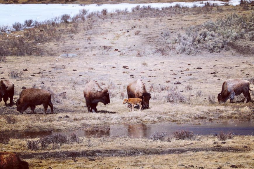 Baby bison in Yellowstone