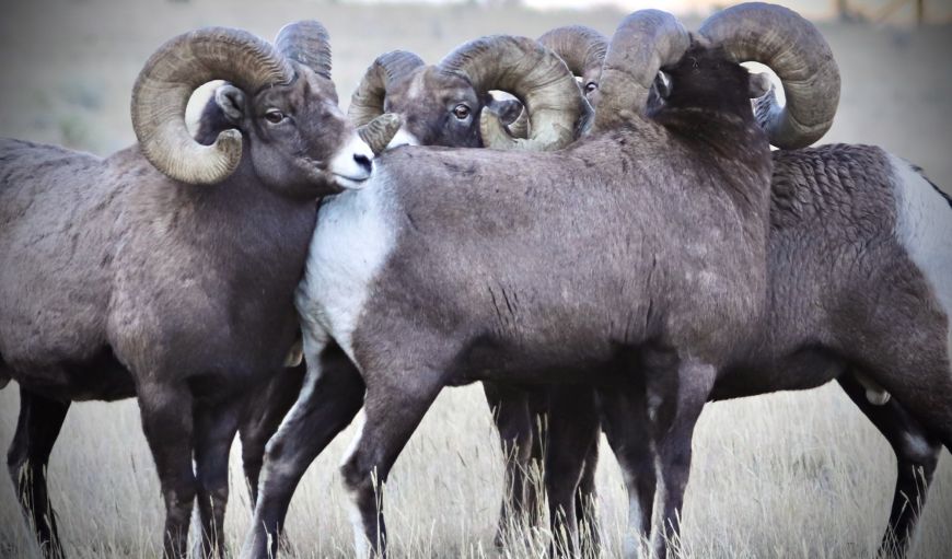 Bighorn Sheep Rams 