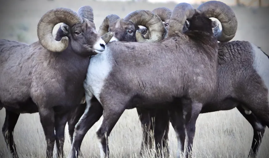 Bighorn Sheep Rams