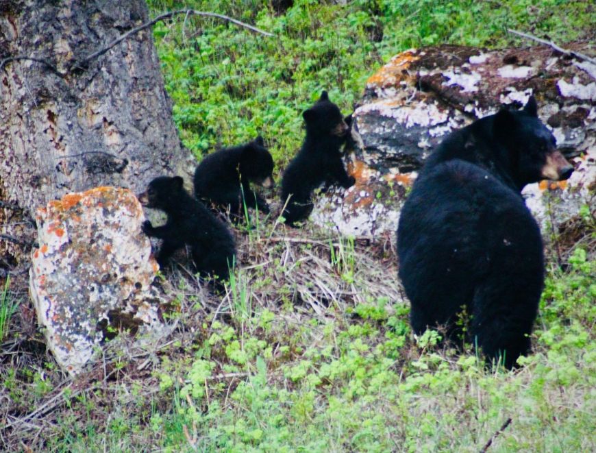 Black bear and cubs near Tower Junction - Yellowstone 