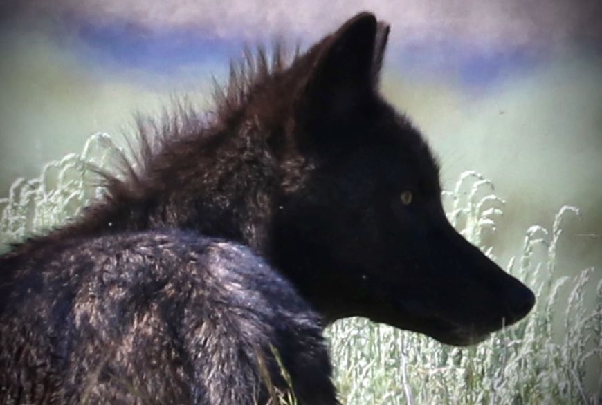 Black Wolf in Yellowstone 