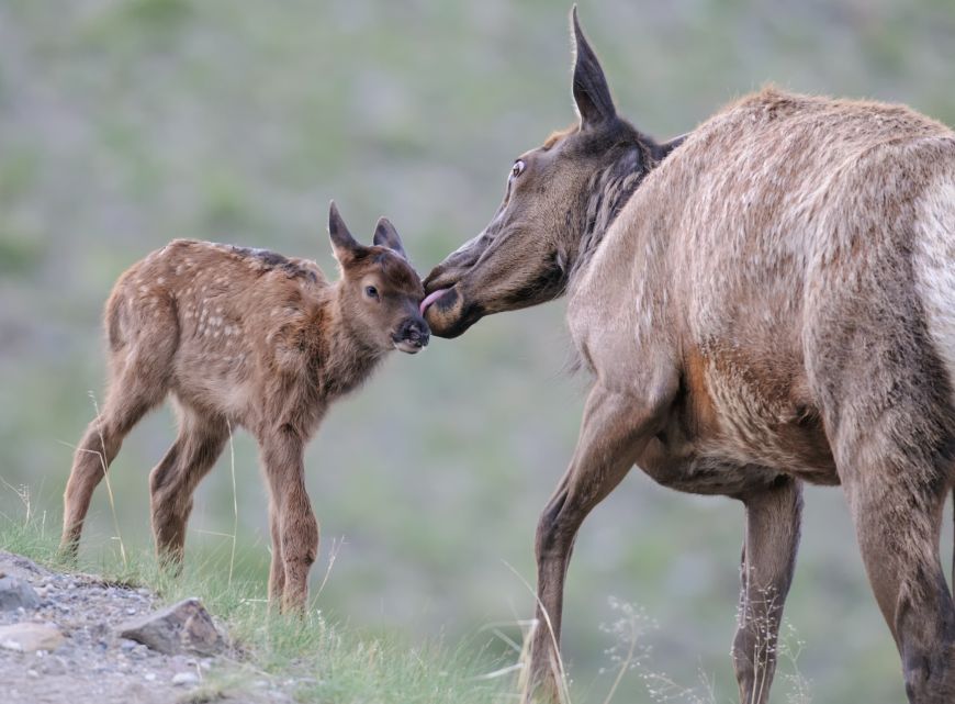 Cow and calf elk in Yellowstone Cow and calf elk in Yellowstone