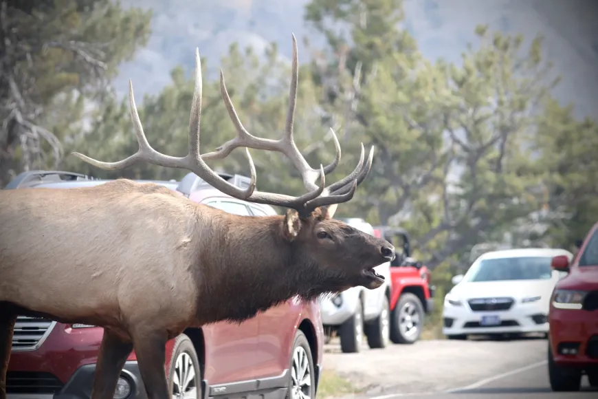 Elk bugling in Yellowstone National Park Elk bugling in Yellowstone National Park