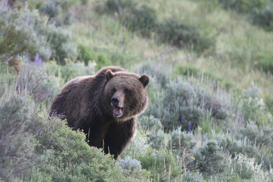 Lamar Valley Wildlife Tour Bear Viewing