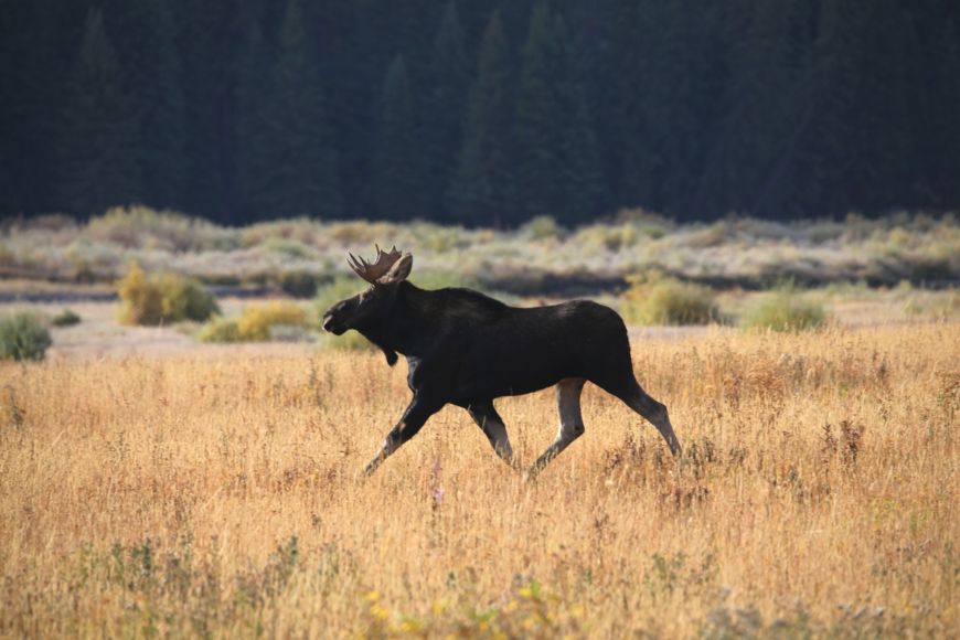Moose in Yellowstone 