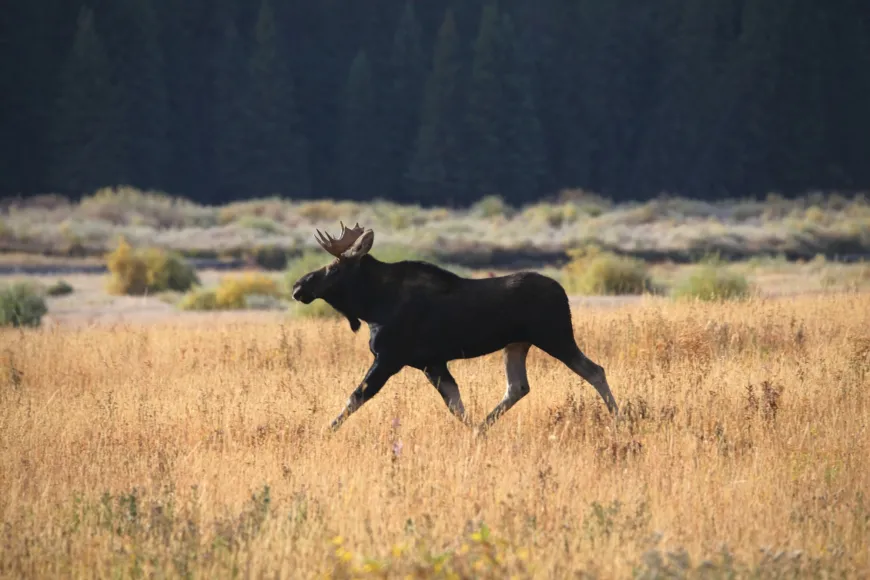 Moose in Yellowstone Moose in Yellowstone