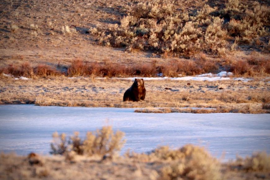 Spring grizzly bear 