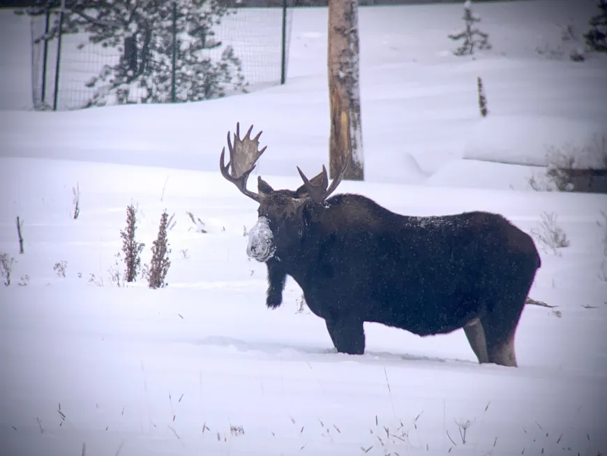 Moose on the Trail in Yellowstone 