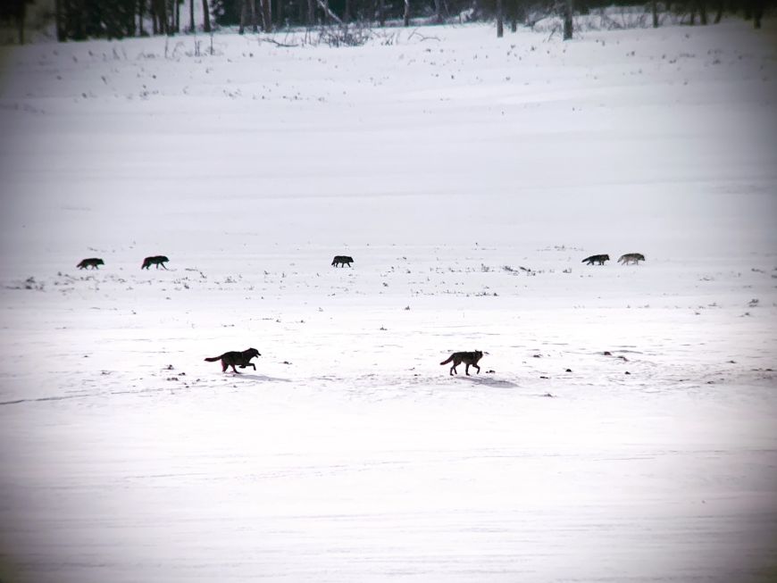 Wolves in Lamar Valley 