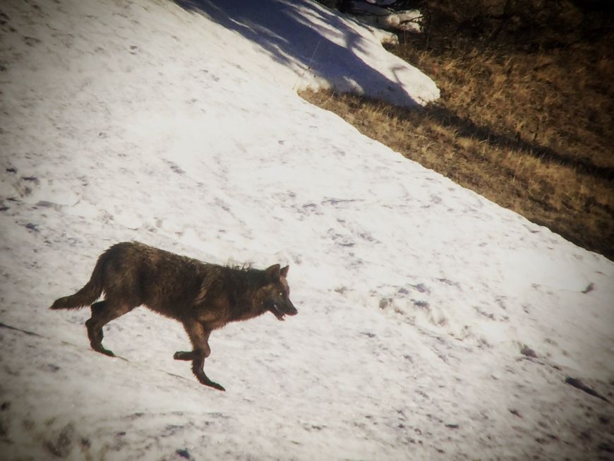 Black Wolf in Snow - Yellowstone 