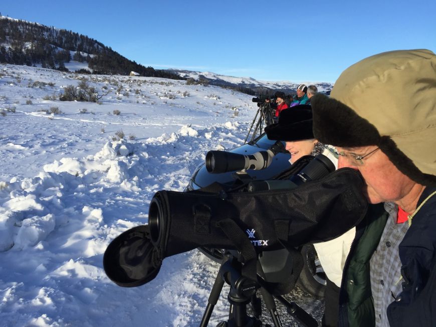Watching Wolves in Winter - Yellowstone National Park 