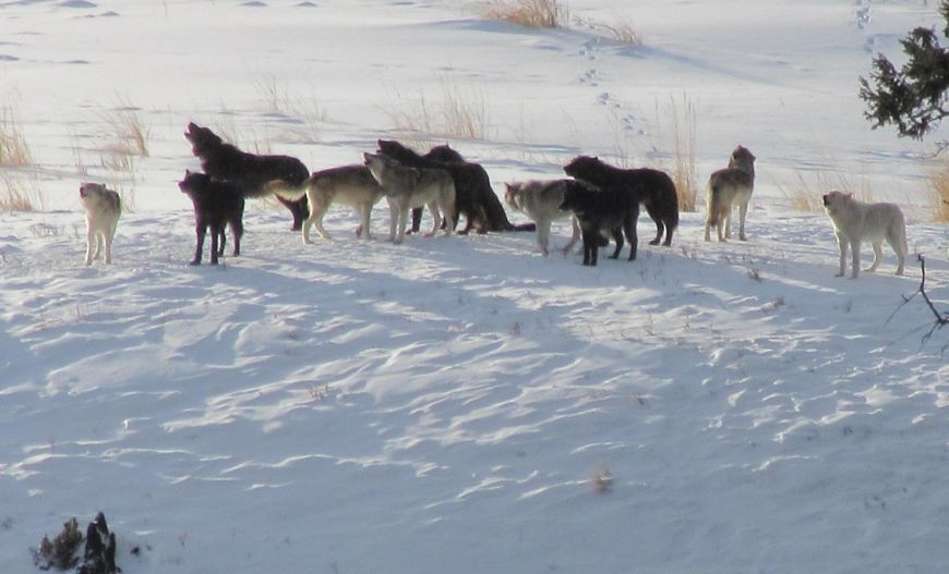 Wapiti Wolves in Yellowstone 