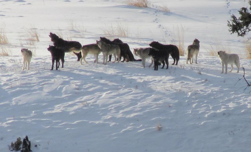 Yellowstone Winter Wolf Update for 2023 - Yellowstone Guidlines