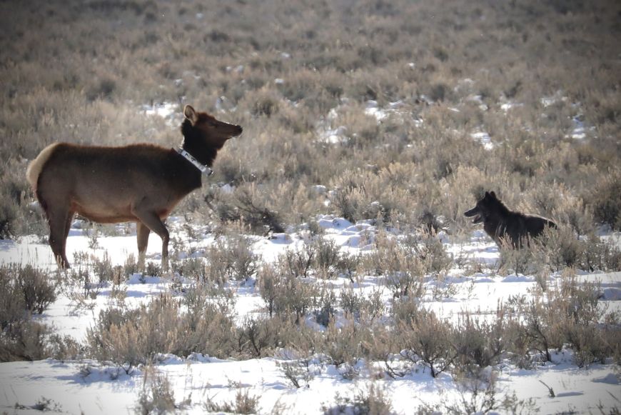 Yellowstone Winter Wolf Update for 2023 - Yellowstone Guidlines
