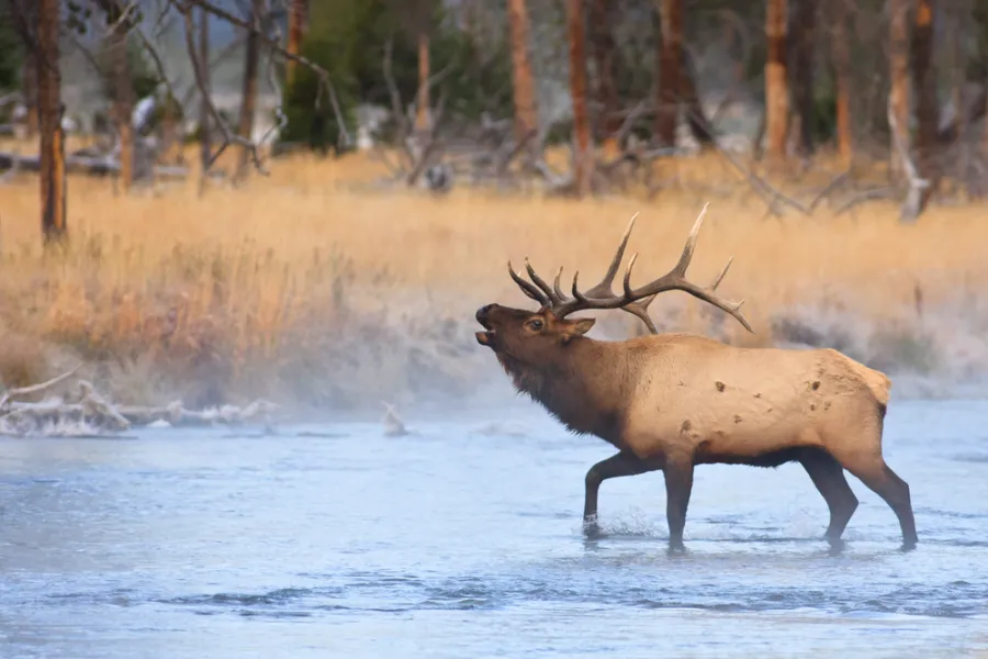 guided tour to yellowstone national park