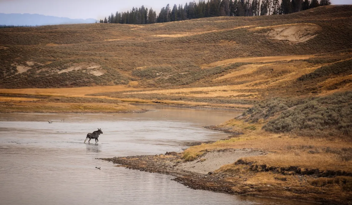 Moose in Yellowstone 