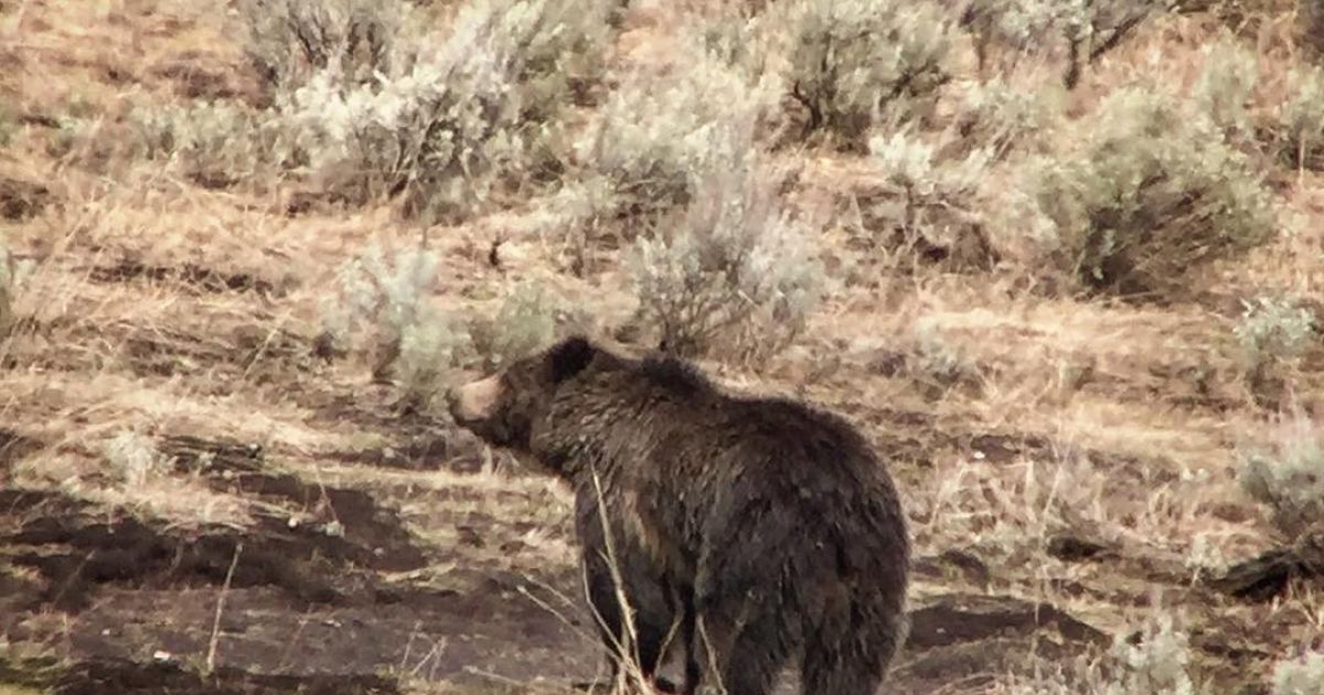 The Best Place to See Bears in Yellowstone National Park