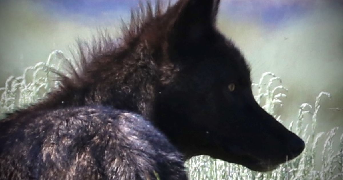 Where to Find Wolves in Yellowstone National Park