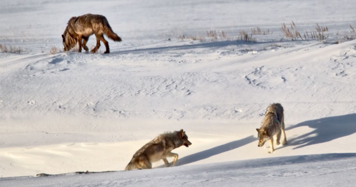 Lamar Valley Yellowstone Tours Lamar Valley Wolf and Wildlife Tours