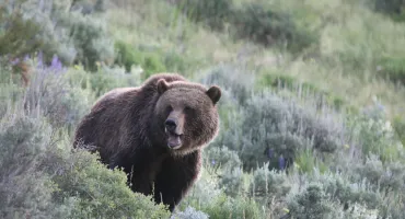 Lamar Valley Tours in Yellowstone