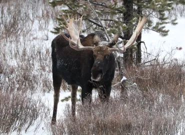 A bull moose grazing in the willows near Soda Butte in Yellowstone