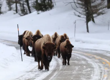 A herd of bison on the road in Yellowstone during a photography tour