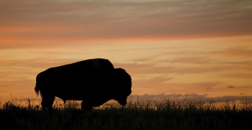Bison sunset in Yellowstone National Park Yellowstone Bison At Sunset