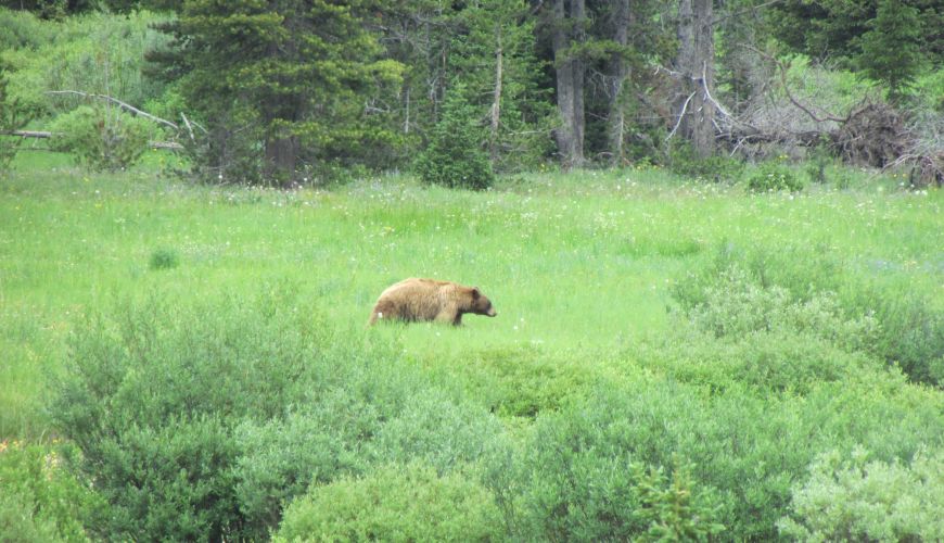 Black Bear along Pebble Creek - Yellowstone Guidelines Black Bear along Pebble Creek - Yellowstone Guidelines