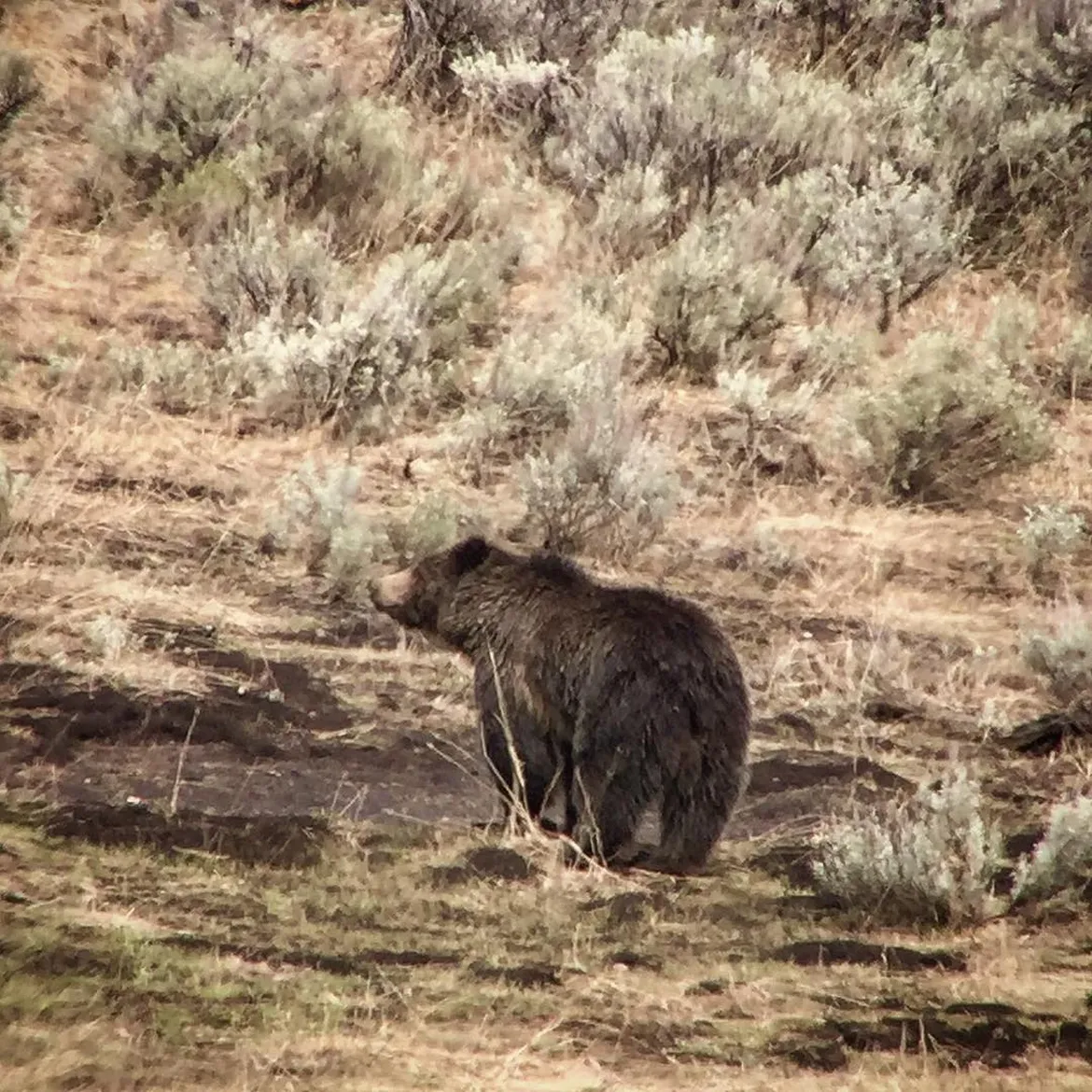 Female Grizzy Bear in Yellowstone