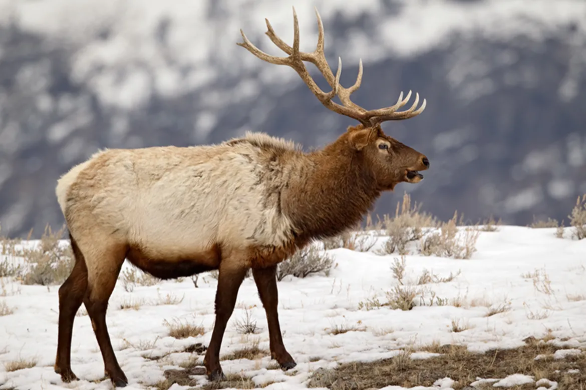 A bull elk walks throgh the snow in the Northern Range Winter elk in Yellowstone