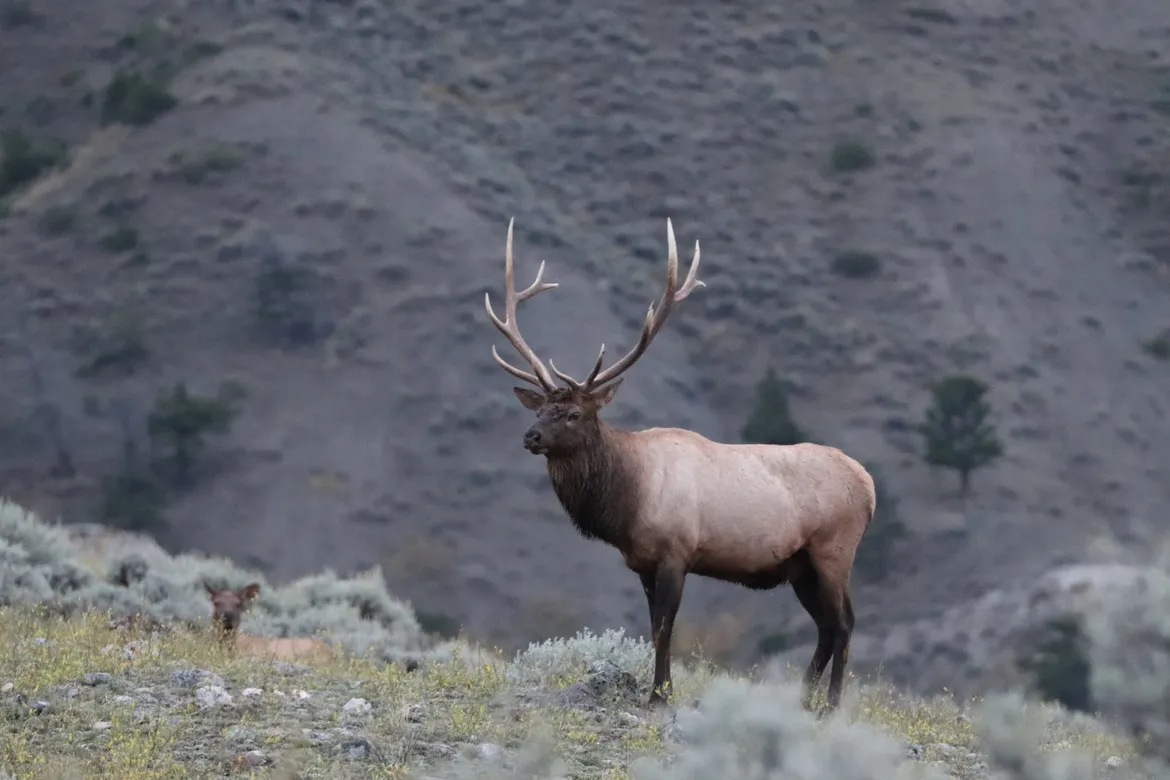Bull Elk in Yellowstone