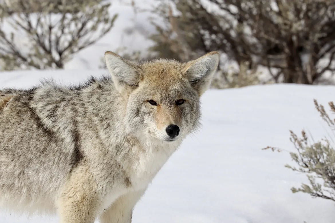 Coyotes in Yellowstone 