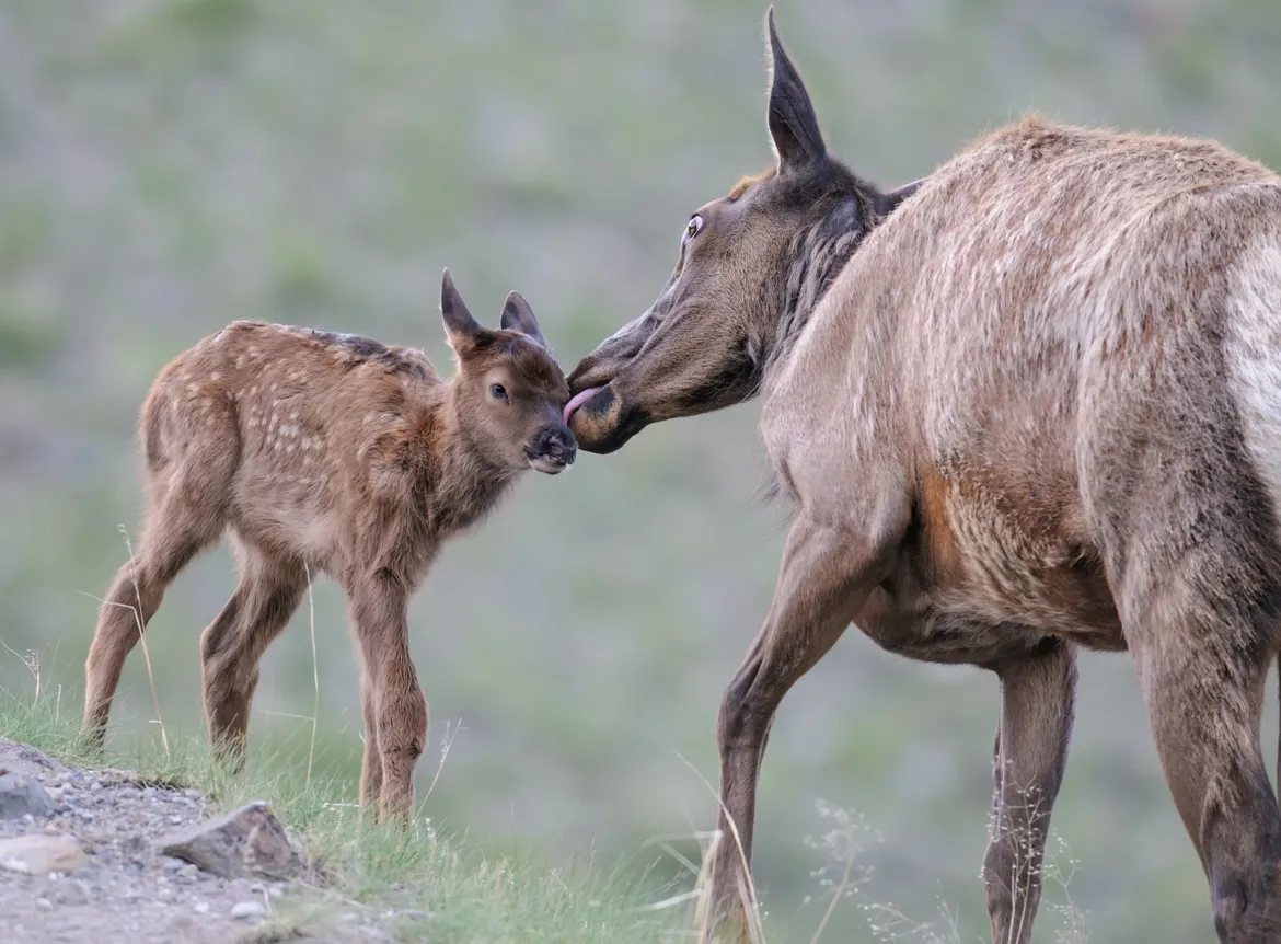 Spring time elk cow and calf in Yellowstone 