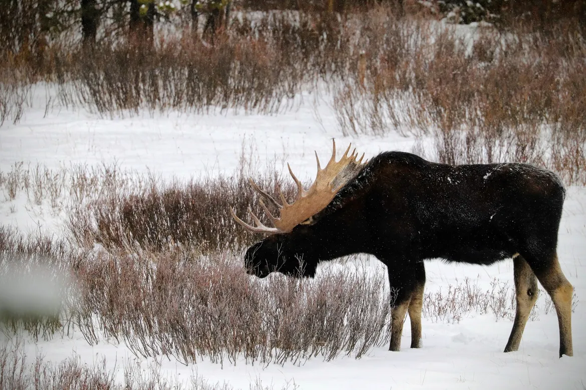 Winter Moose in Yellowstone Winter Moose in Yellowstone