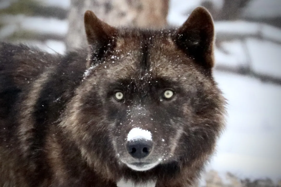 Black Wolf in Yellowstone Black Wolf in Yellowstone