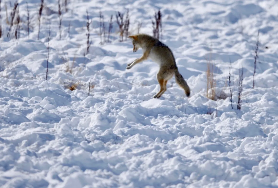Leaping Coyote