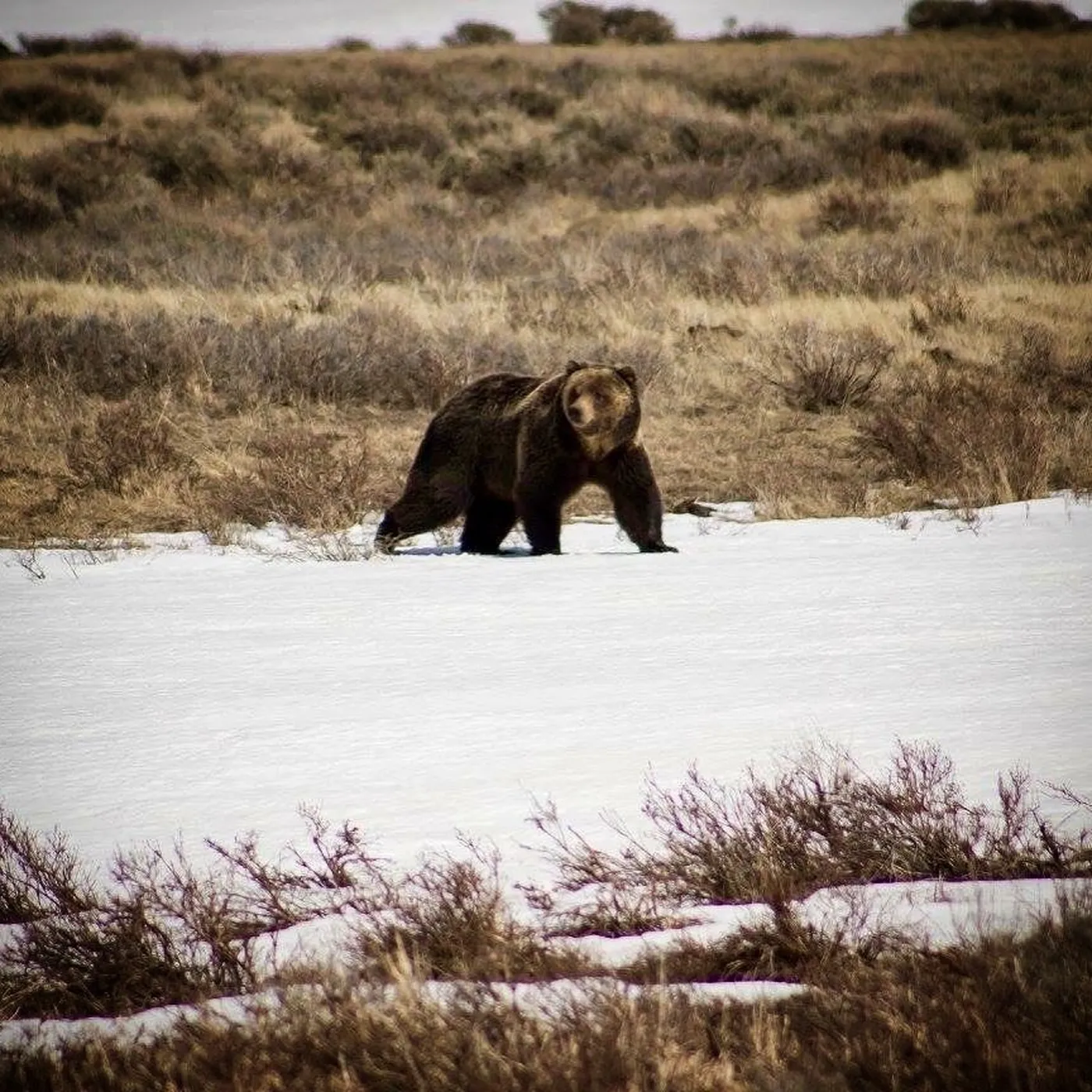 Yellowstone Wildlife Tour