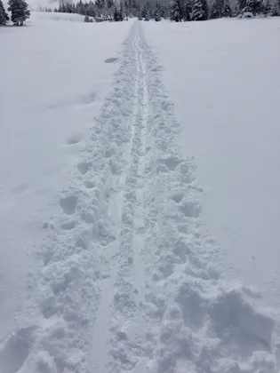 Skiing in Yellowstone Winter
