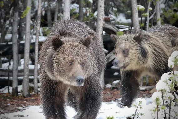 Family of bears in Yellowstone Park