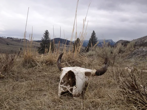 Bison skull in Yellowstone - Yellowstone Guidelines bison, bison skull, Yellowstone, Yellowstone wildife