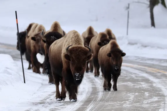 Bison in Road in Yellowstone