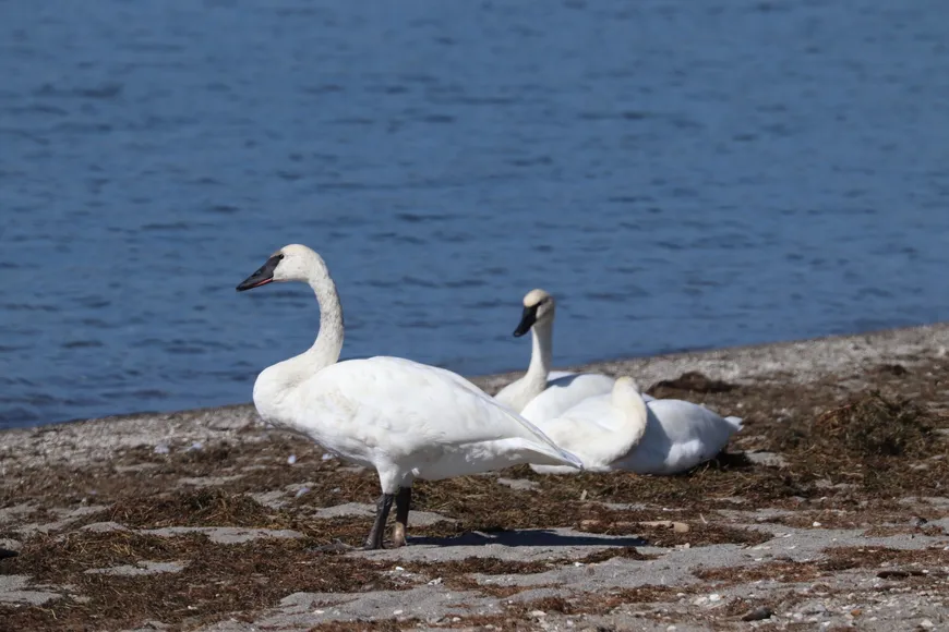 Trumpeter Swans Trumpeter Swans