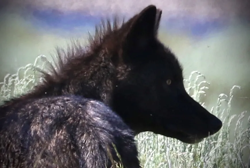 Black Wolf in Yellowstone