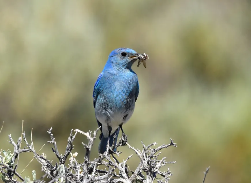 2026 Mountain Bluebird in Yellowstone 