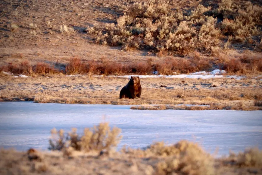 2026 Spring grizzly bear 