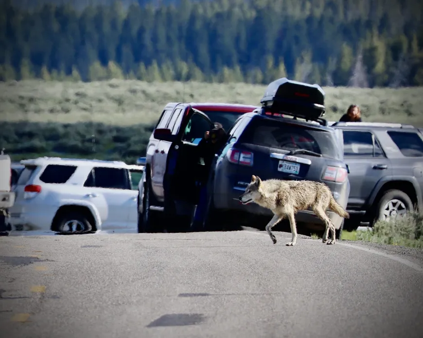 Wolf crossing the road in the Hayden Valley of Yellowstone
