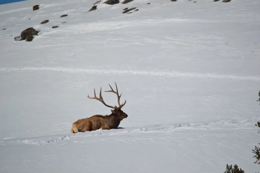 Bull Elk in Snow
